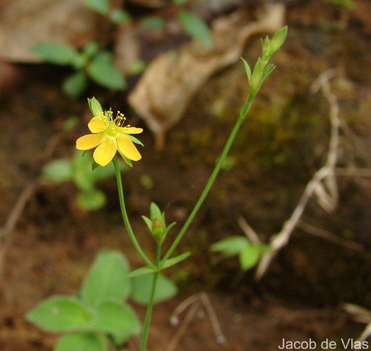 Hypericum japonicum Thunb.